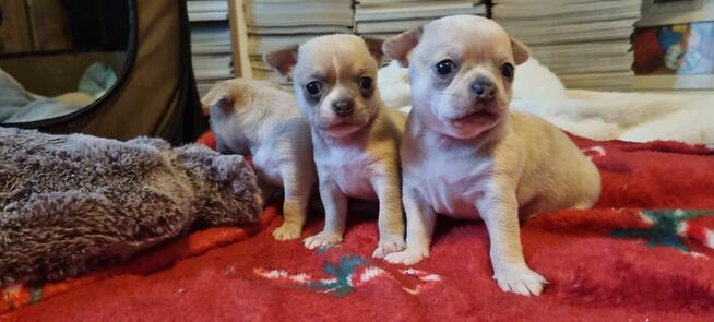 Chihuahua szczenięta krotkowlose