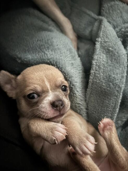 Chihuahua szczenięta krotkowlose