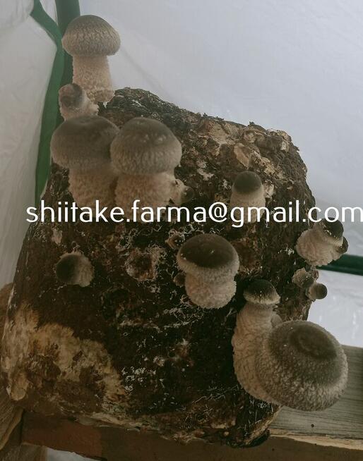 Shiitake świeże grzyby