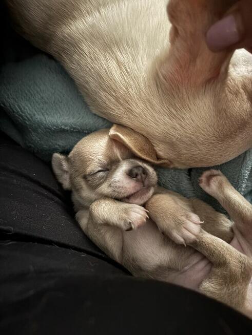 Chihuahua szczenięta krotkowlose