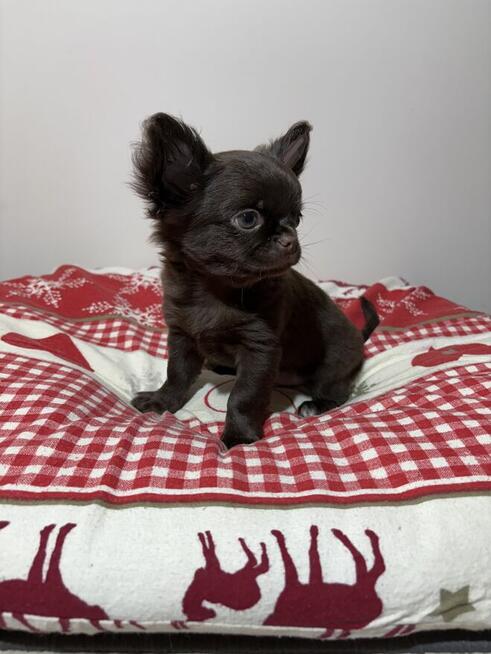 Chihuahua czekoladowy piesek Fci