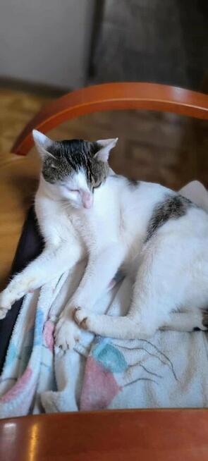 Lucek ok roczny miziasty kocurek czeka na dom Katarzyna N