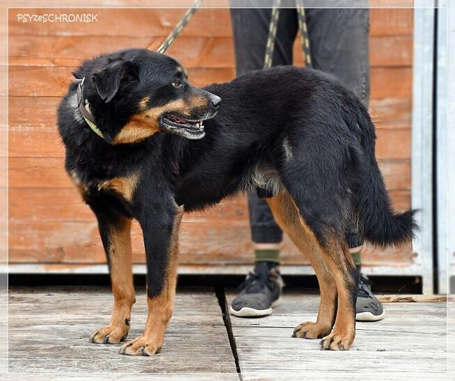 Barnaba – radosny pies, którego nikt nie widzi