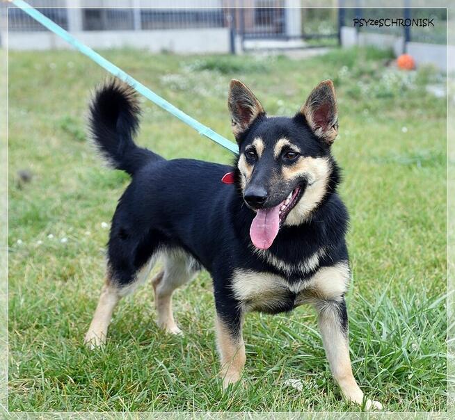 Borys – wolontariusze mówią o nim – idealny