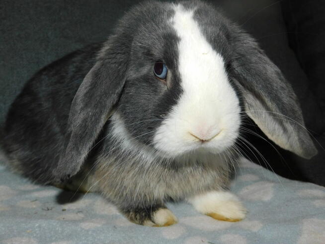 Mini lop