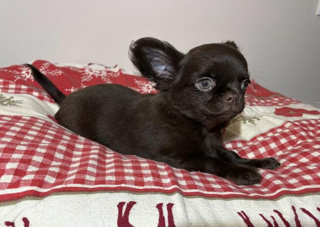 Chihuahua czekoladowy piesek Fci