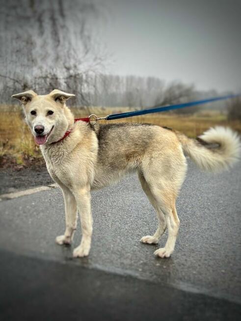 Zjawiskowa temperamentna suczka Ksenia