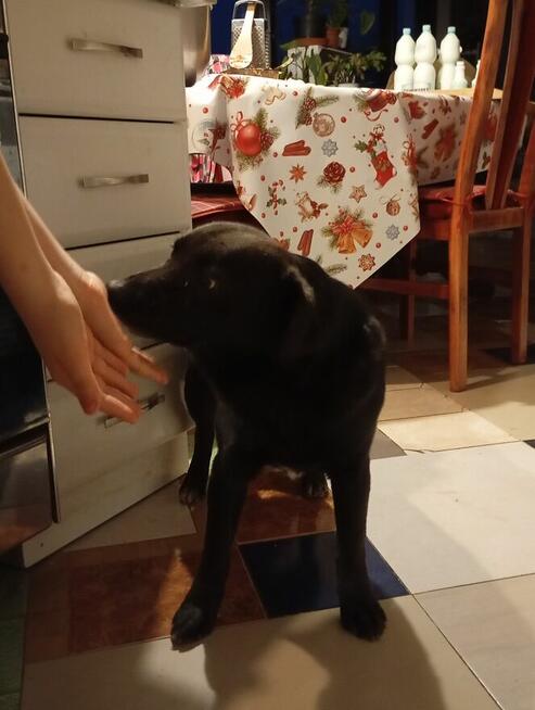 Piesek do oddania za darmo