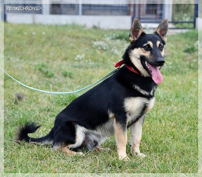 Borys – wolontariusze mówią o nim – idealny