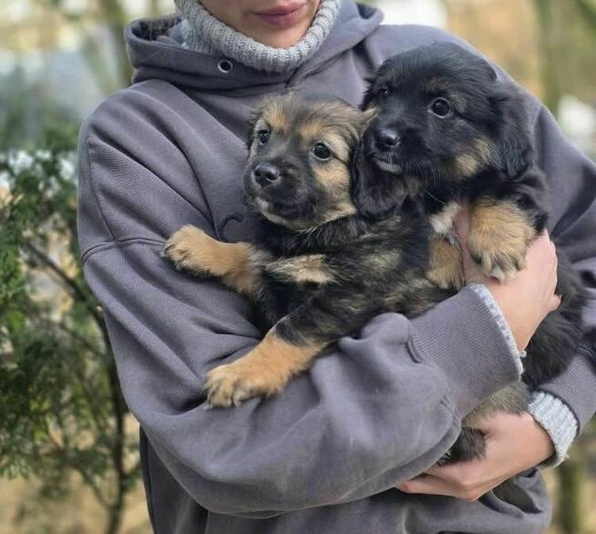 urocze szczeniaki czeka na odpowiedzilane domy/adopcja