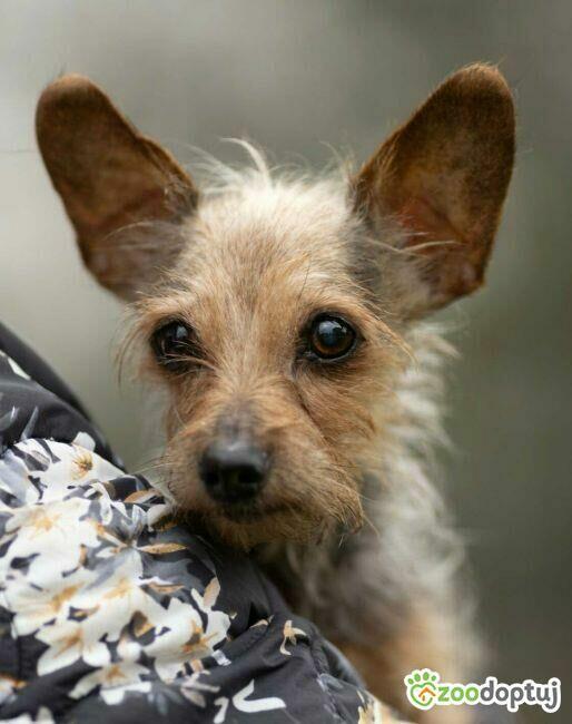 CZESIA - 12 letnia mikro sunia szuka najlepszego domu