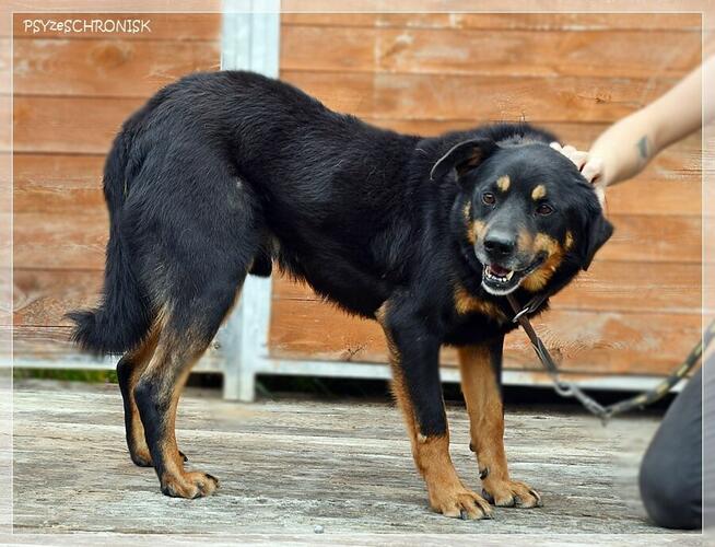 Barnaba – radosny pies, którego nikt nie widzi