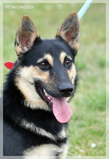 Borys – wolontariusze mówią o nim – idealny