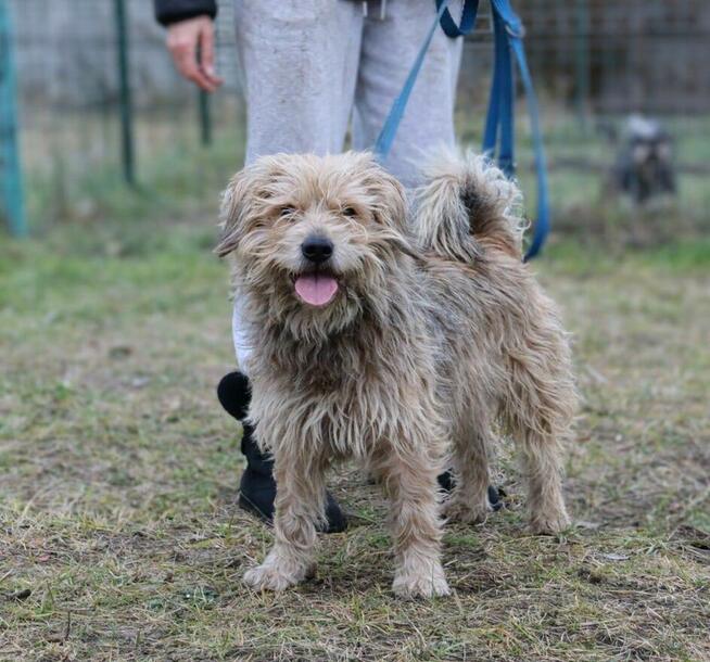 Rozczochrany psiak Bystry