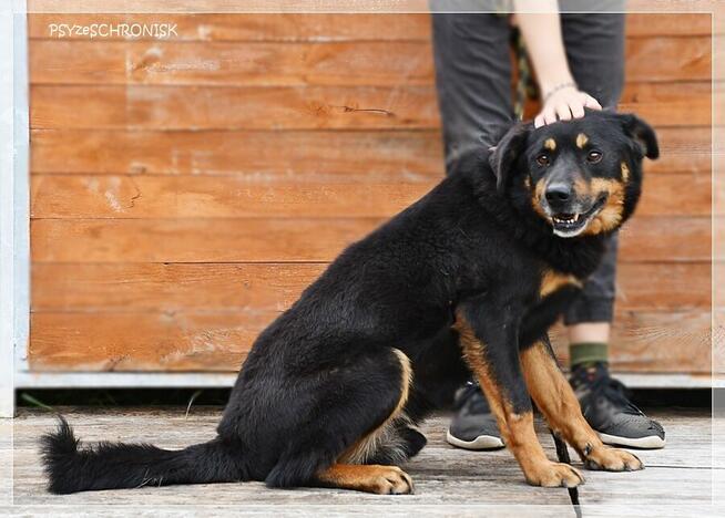 Barnaba – radosny pies, którego nikt nie widzi