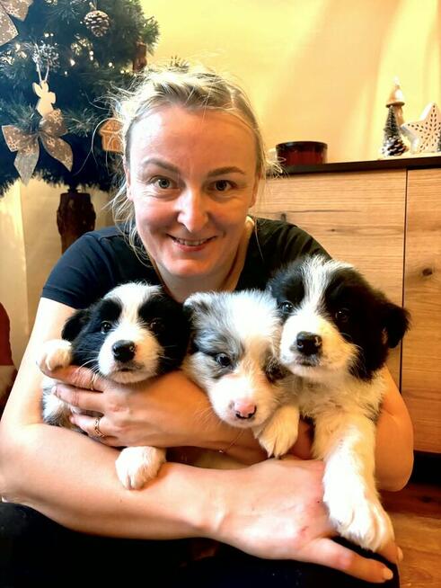 Border Collie Gotowy do odbioru