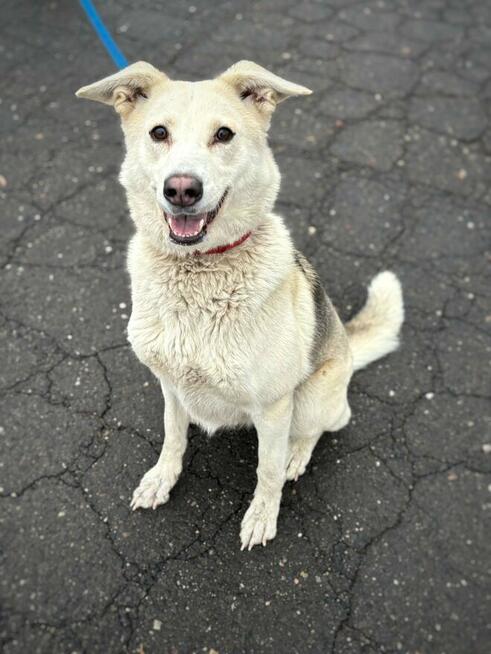 Zjawiskowa temperamentna suczka Ksenia