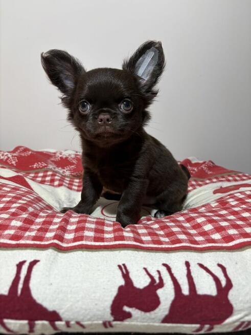 Chihuahua czekoladowy piesek Fci
