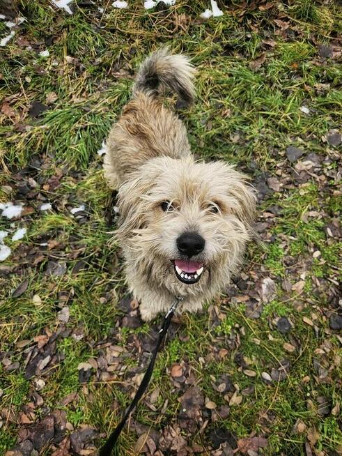 Rozczochrany psiak Bystry