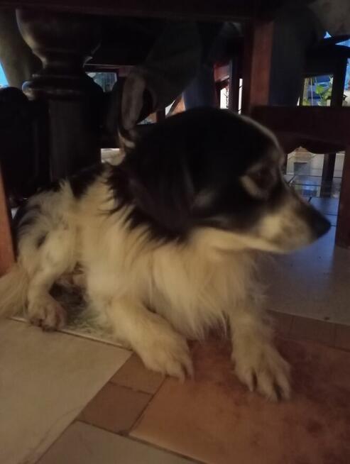 Oddam pieska za darmo