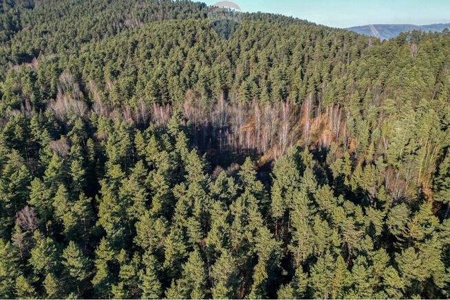 DZIAŁKA LEŚNA - GRATKA DLA INWESTORA