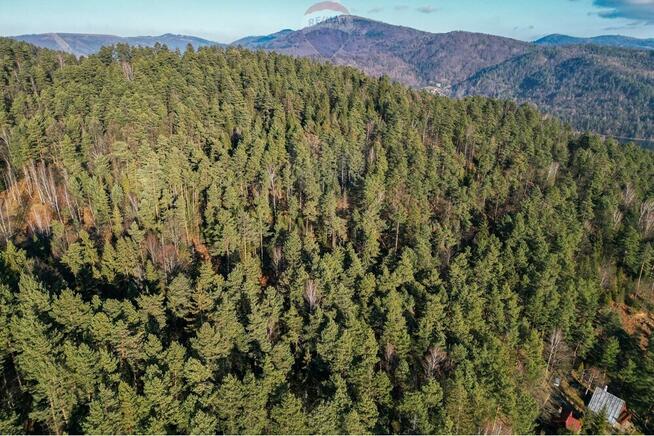 DZIAŁKA LEŚNA - GRATKA DLA INWESTORA