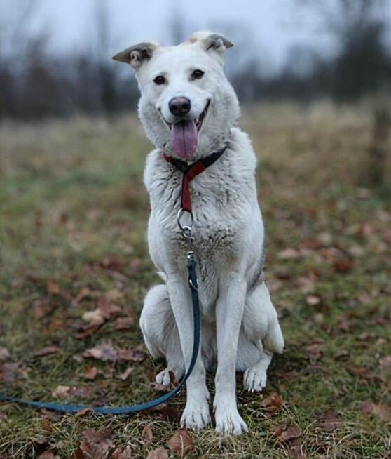 Zjawiskowa temperamentna suczka Ksenia