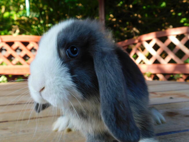 Mini lop