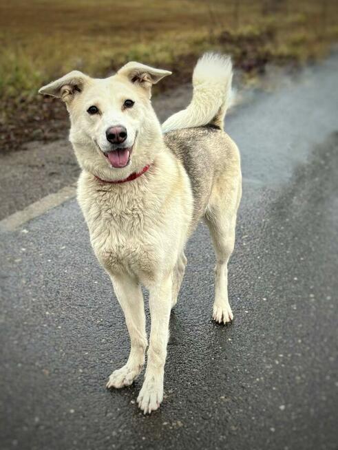 Zjawiskowa temperamentna suczka Ksenia