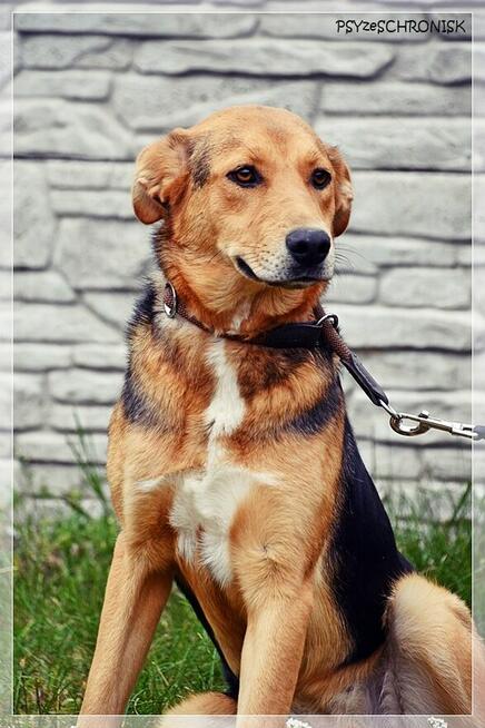 Sawa – spójrz na nią tak, jak ona patrzy na człowieka