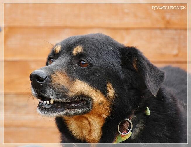 Barnaba – radosny pies, którego nikt nie widzi