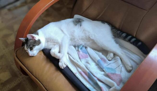 Lucek ok roczny miziasty kocurek czeka na dom Katarzyna N