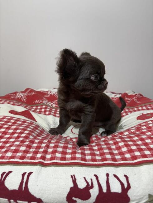 Chihuahua czekoladowy piesek Fci