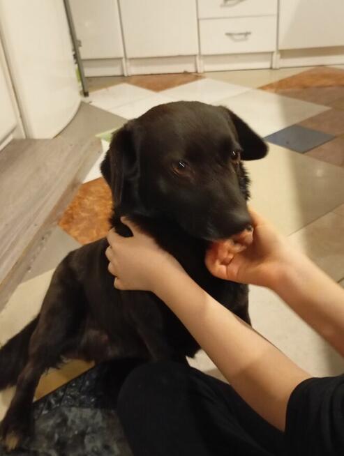 Piesek do oddania za darmo