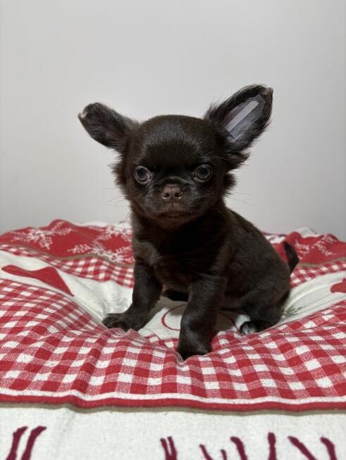 Chihuahua czekoladowy piesek Fci