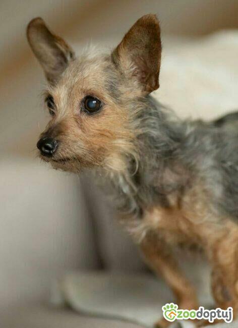 CZESIA - 12 letnia mikro sunia szuka najlepszego domu