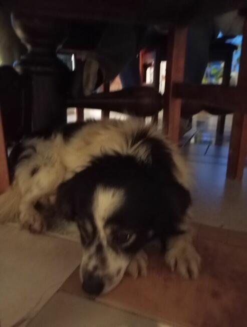 Oddam pieska za darmo