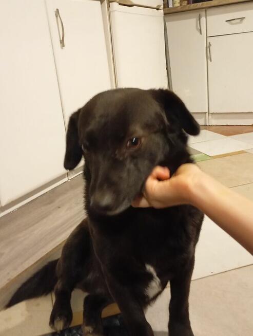 Piesek do oddania za darmo