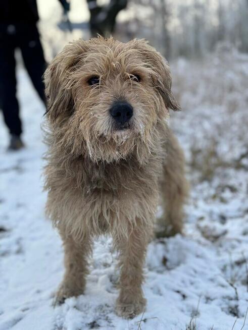 Rozczochrany psiak Bystry