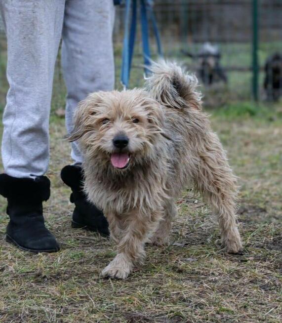 Rozczochrany psiak Bystry