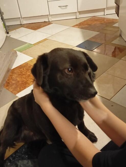 Piesek do oddania za darmo