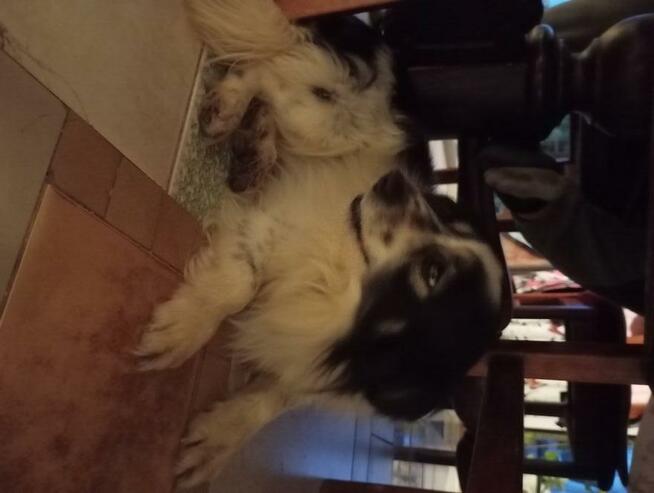 Oddam pieska za darmo