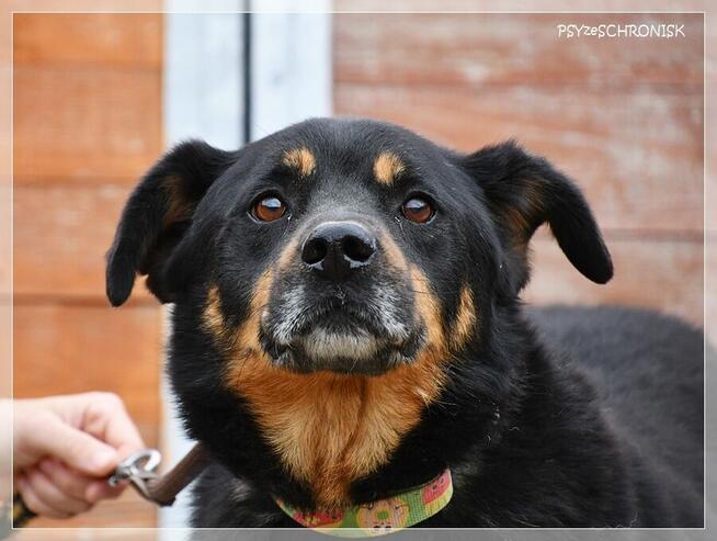 Barnaba – radosny pies, którego nikt nie widzi