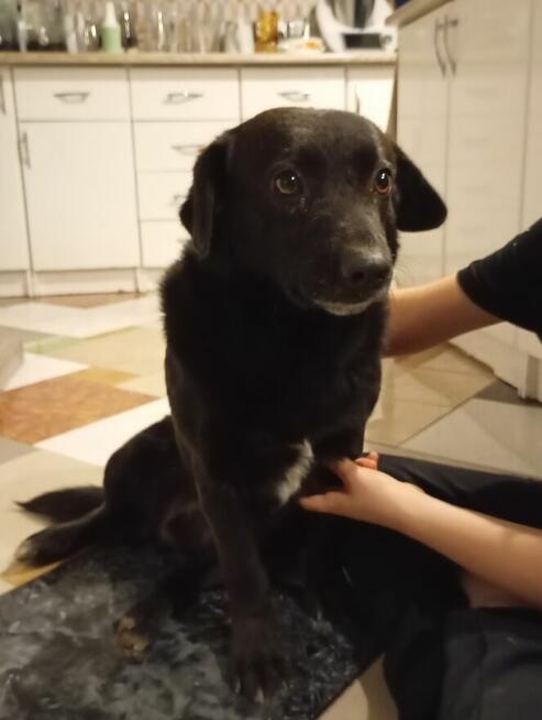 Piesek do oddania za darmo