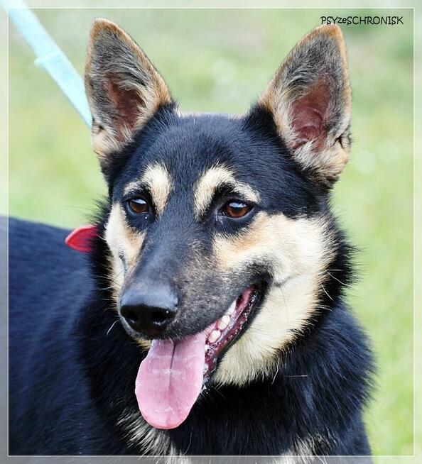 Borys – wolontariusze mówią o nim – idealny