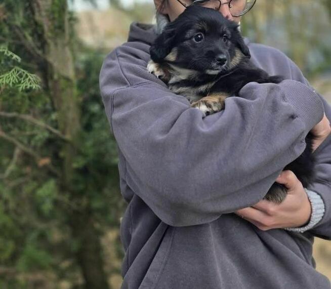 urocze szczeniaki czeka na odpowiedzilane domy/adopcja