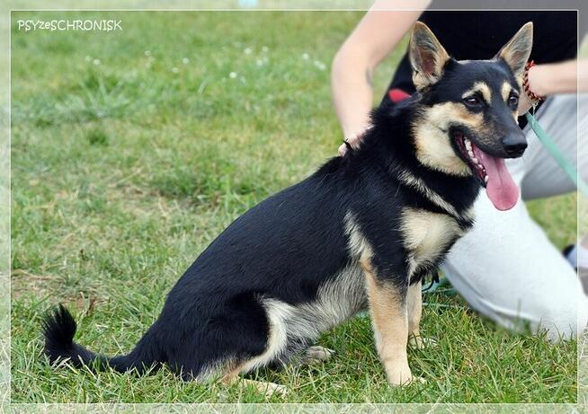 Borys – wolontariusze mówią o nim – idealny