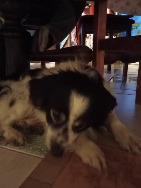 Oddam pieska za darmo