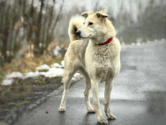 Zjawiskowa temperamentna suczka Ksenia