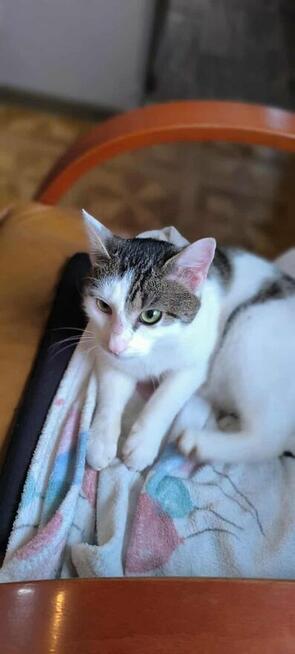 Lucek ok roczny miziasty kocurek czeka na dom Katarzyna N